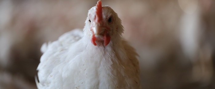 Better Chicken at Whole Foods