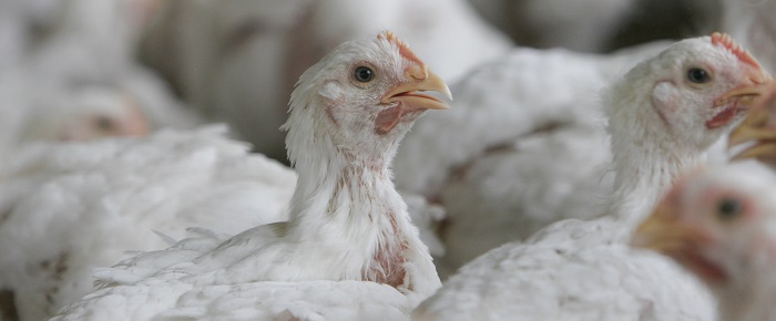 Perdue steps up for chickens