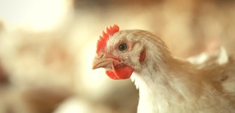 Compass-GAP Chicken - Enhanced.jpg (1)