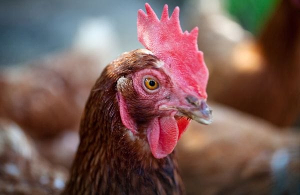 Laying hen outside