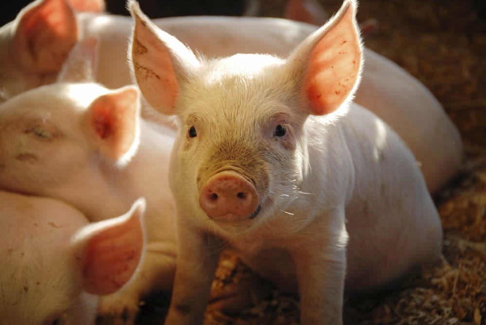 Piglets indoors, some are sleeping and one sat up looking straight ahead