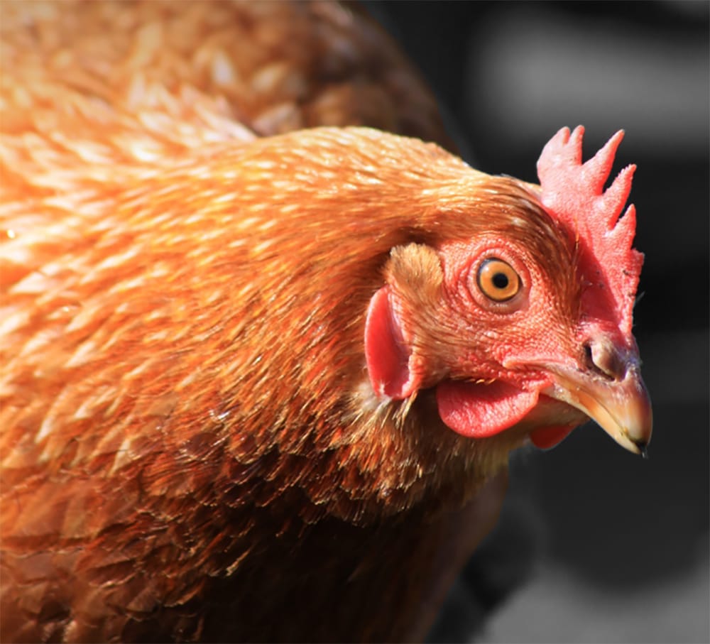 Laying hen with black and white background