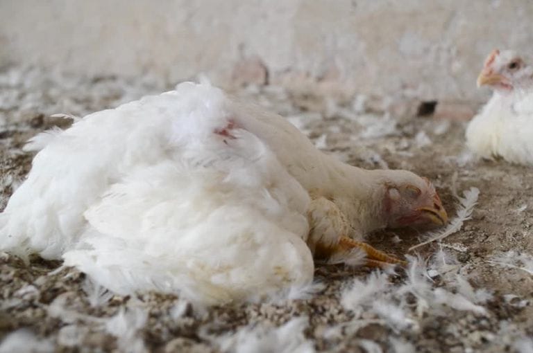 Chicken lays on factory farm floor attempting to cool down during heatwave.