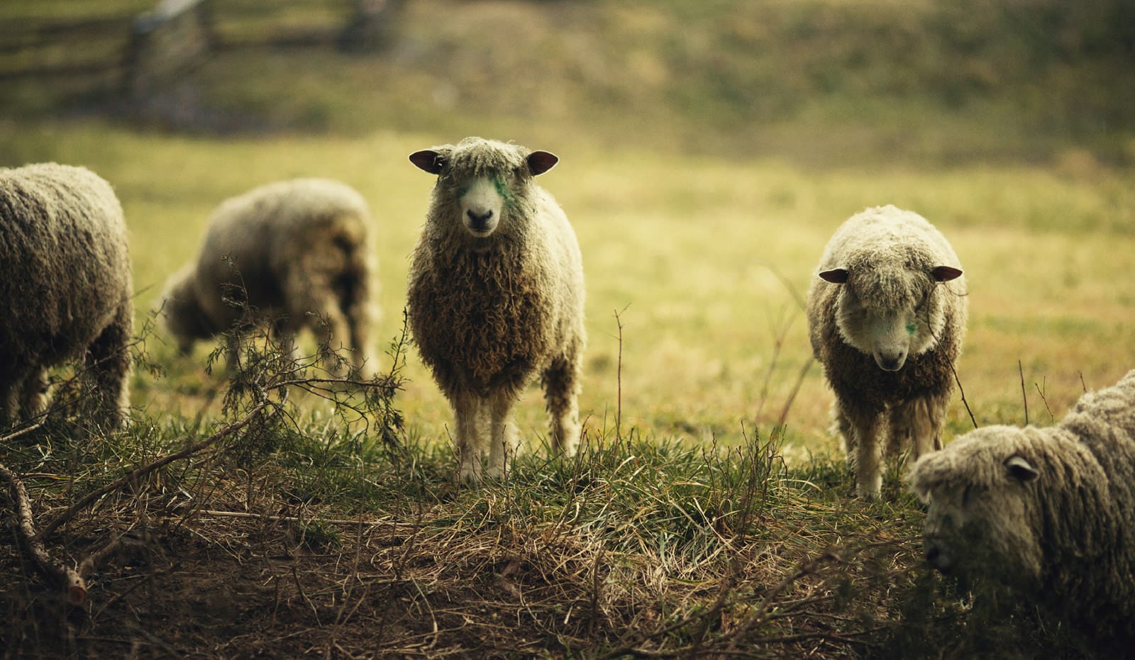Sheep under shelter in a field