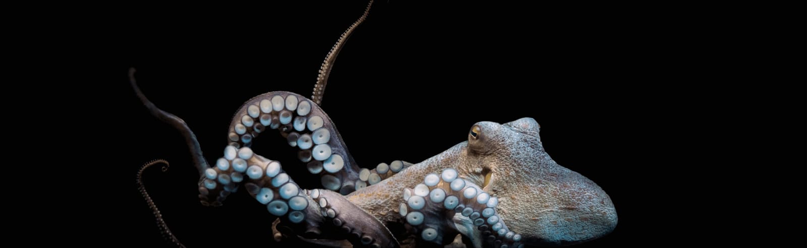 An octopus swims in a black ocean.