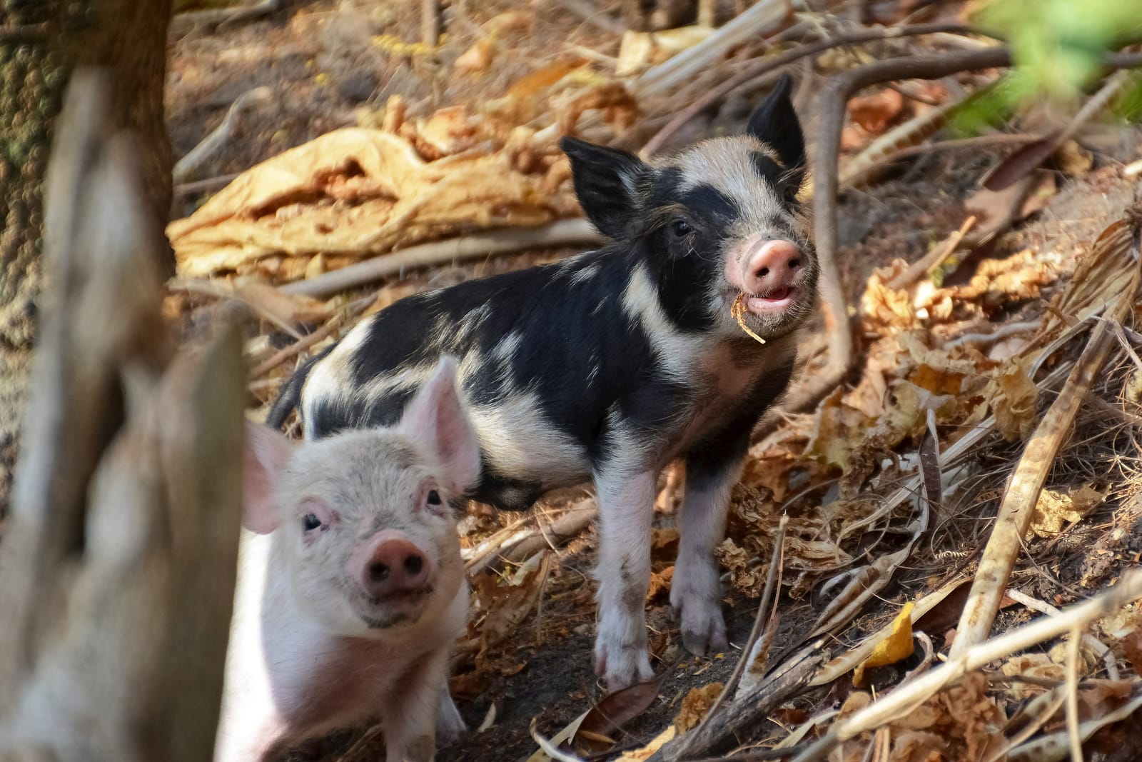 White and black piglets in wooded area