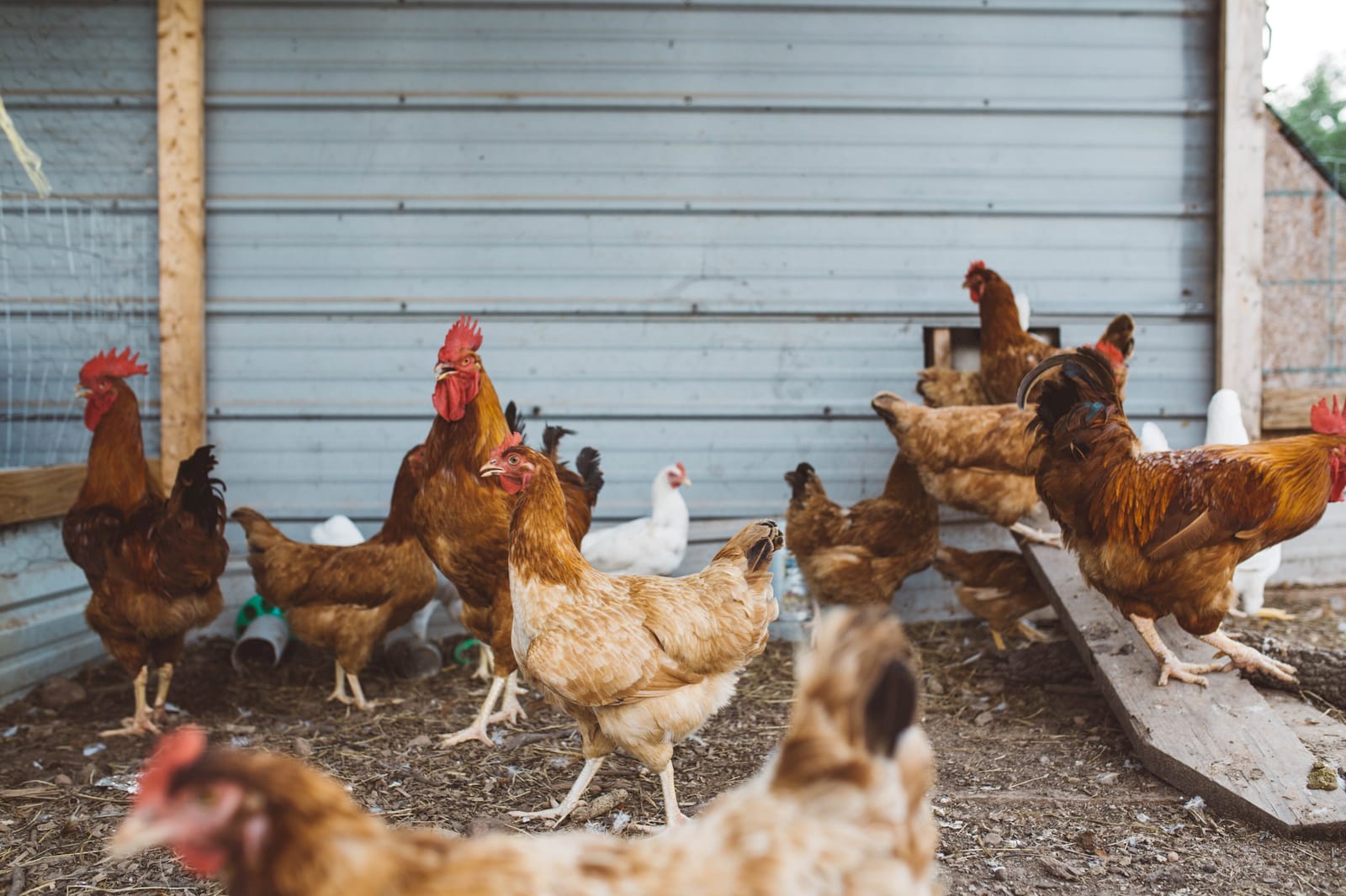 Several egg laying hens in an outdoor enclosure