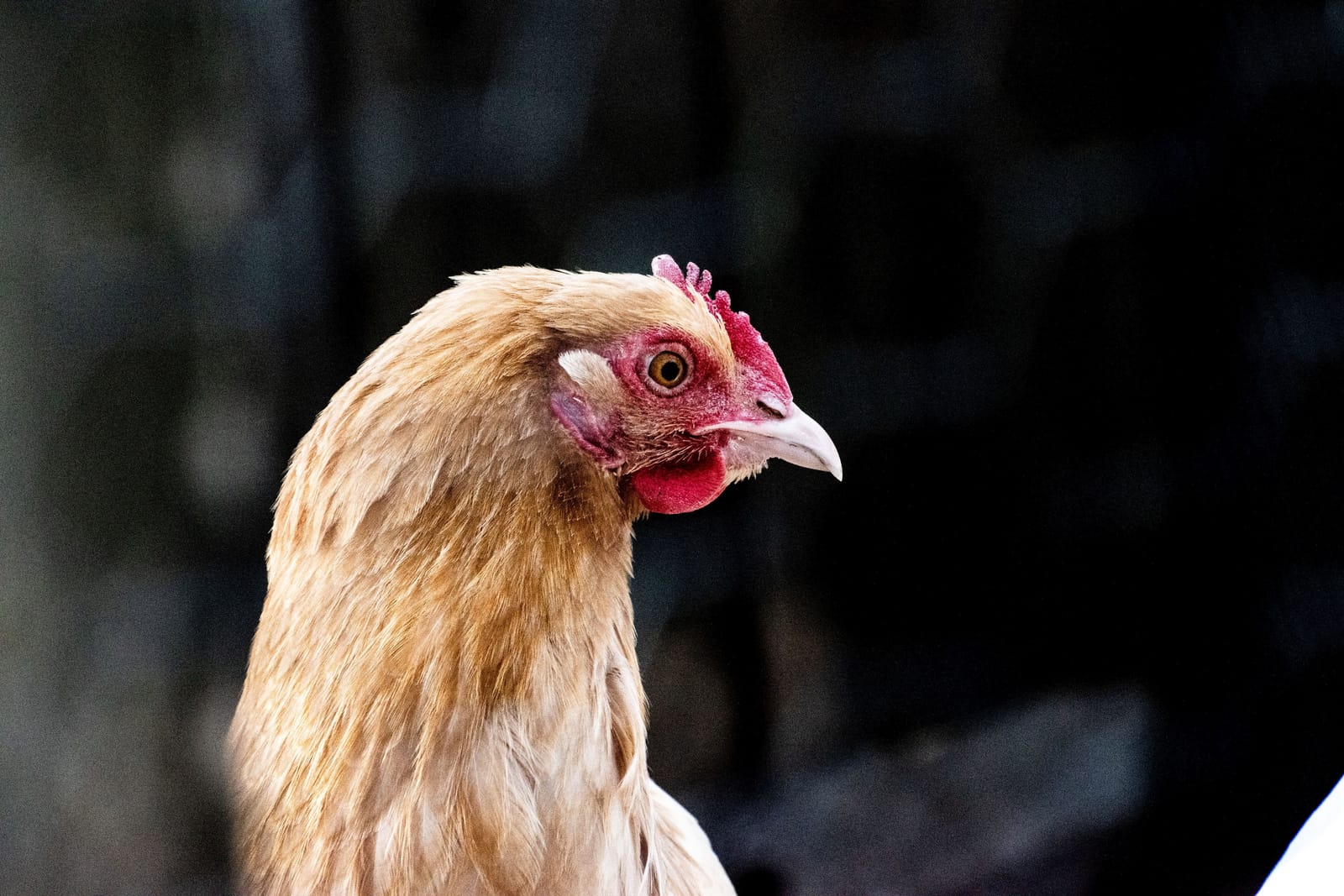 An egg-laying hen looking to the right