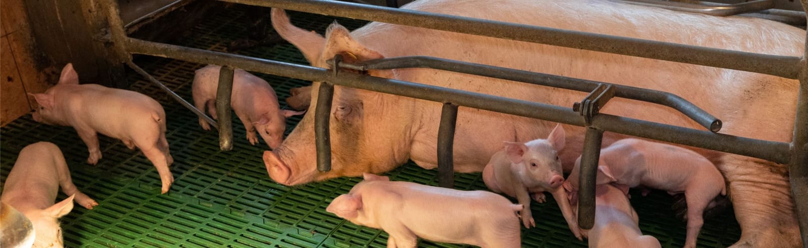 Sow trapped in a farrowing crate with piglets on an intensive farm.