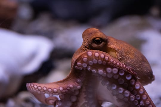 A side profile of an orange octopus raising his arms.