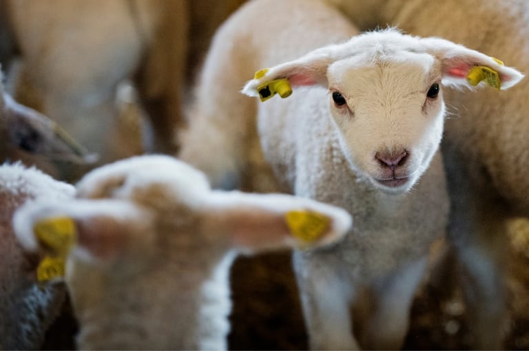 Lamb crowded with others yellow tags on their ears