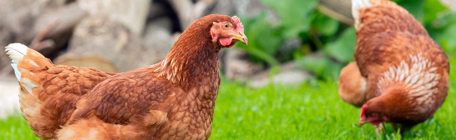 Two brown hens outside in a green pasture