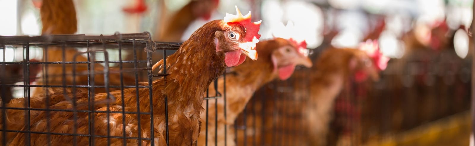 Egg-laying hens poke their heads out of cages