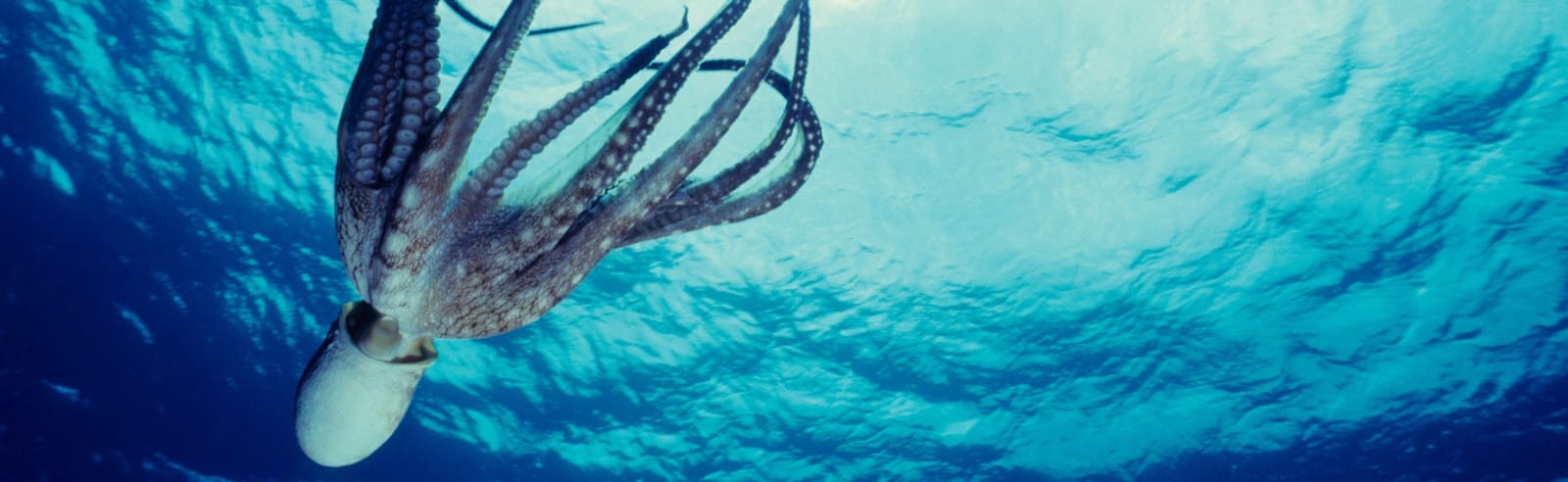 Octopus swimming above the camera in bright blue water