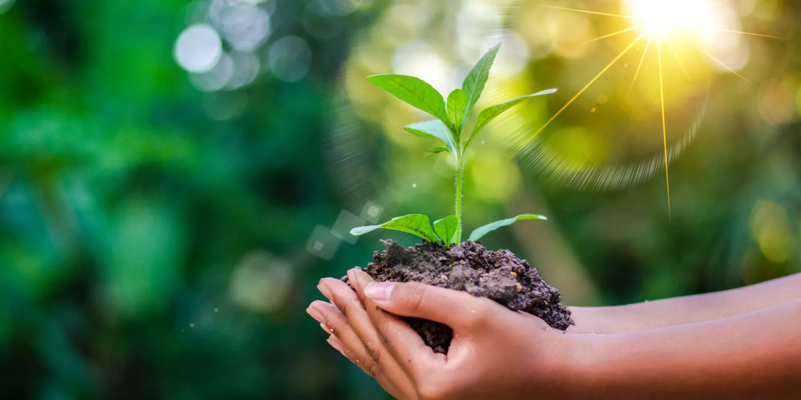 Hands holding soil with a seedling