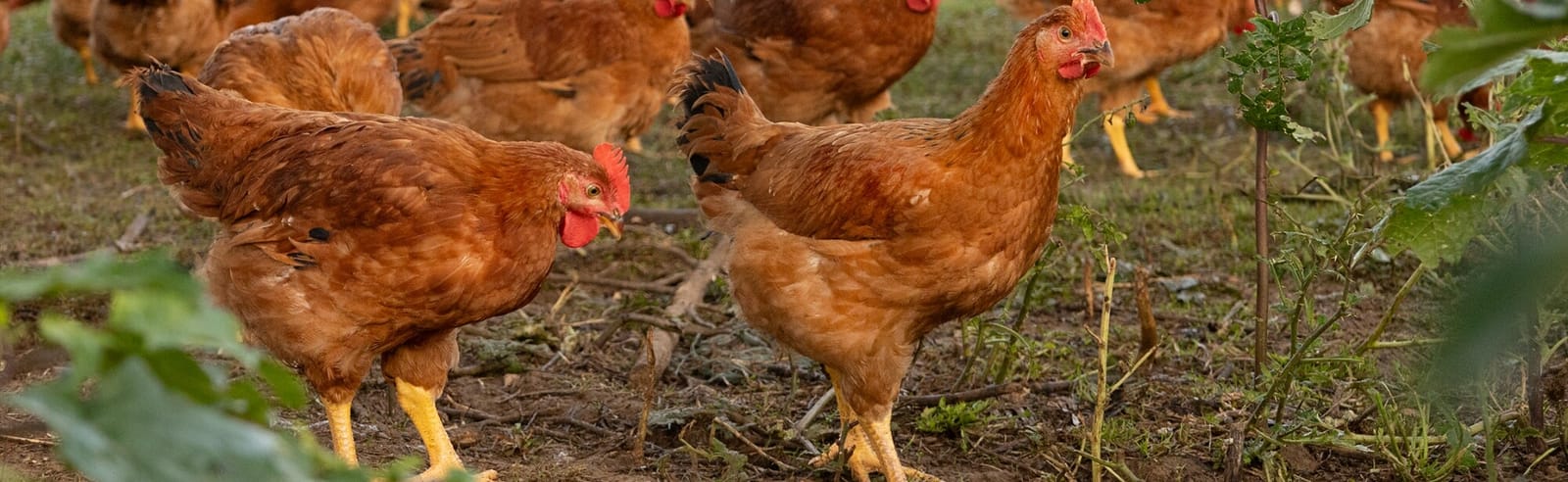 A flock of healthy brown chickens foraging on pasture.