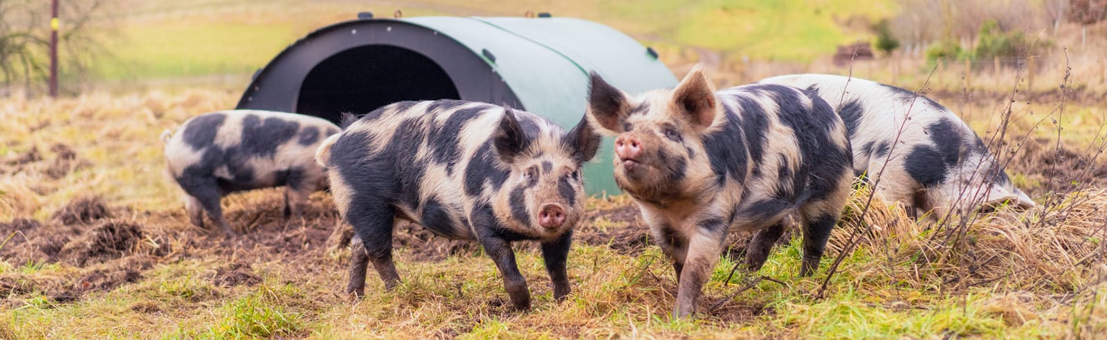Black spotted pigs outside with domed housing in the background.