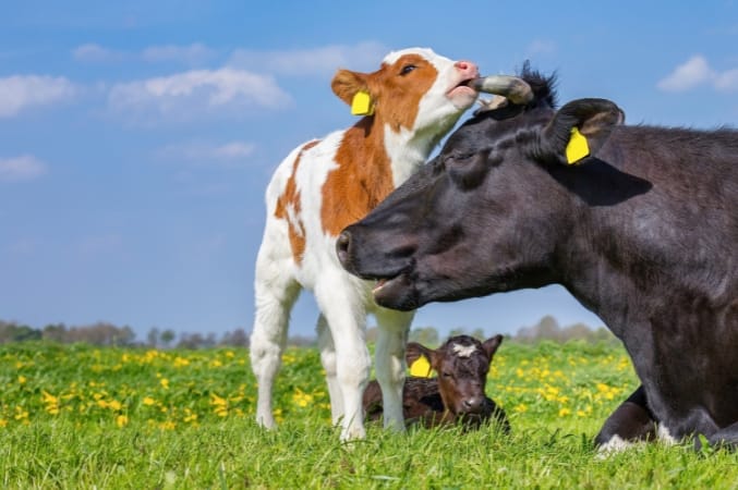 Cow and calf outside in a green flowering field