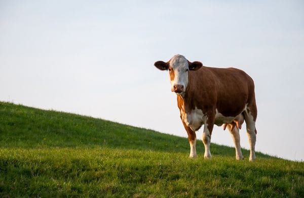A cow standing in a green field