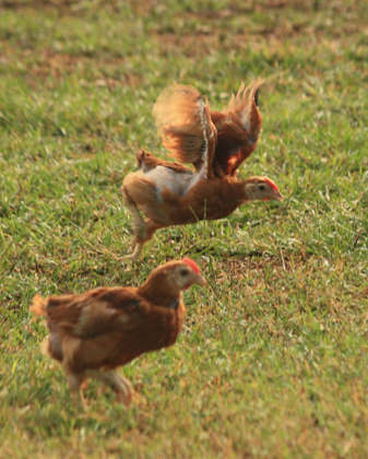 Pasture raised chickens are given plenty of space and enrichment to allow a chicken to be a chicken! Pastured poultry
