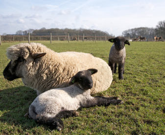 Ewe with two lambs