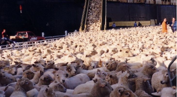 Welfare issues for sheep | Compassion USA