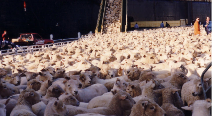 Welfare issues for sheep | Compassion USA