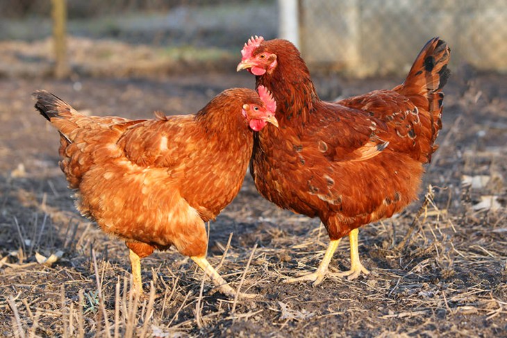 Two laying hens in a field