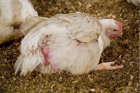 Welfare issues for broiler chickens | Compassion USA