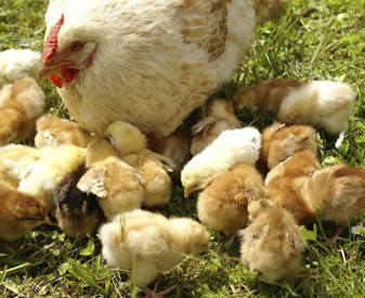 A hen and chicks