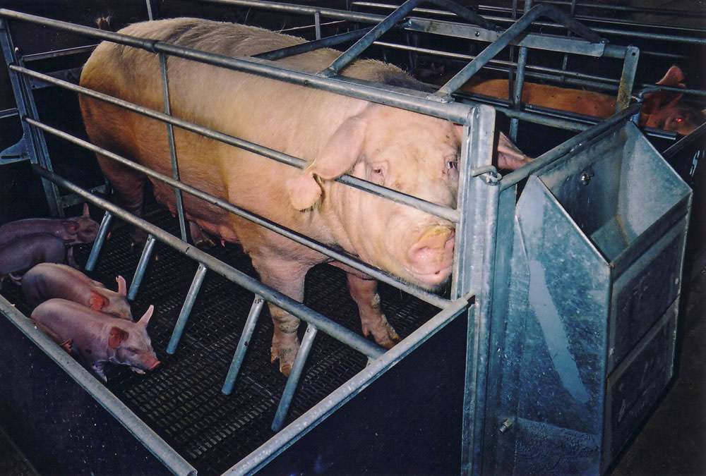 Welfare issues for pigs | Compassion USA