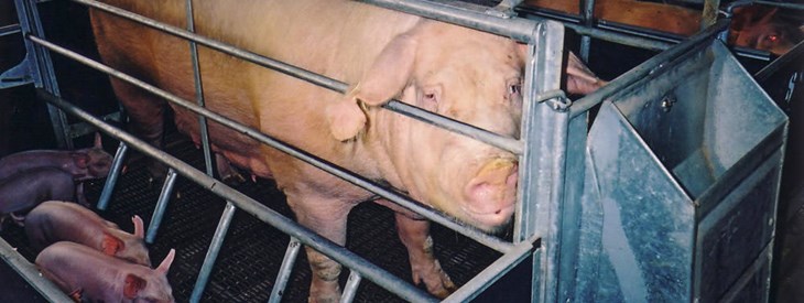 Så stående på meshed gulv farrowing kasse med sine grisunger.