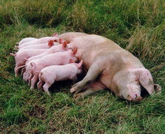 pigs compassion usa pigs compassion usa