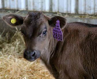 US calf on straw