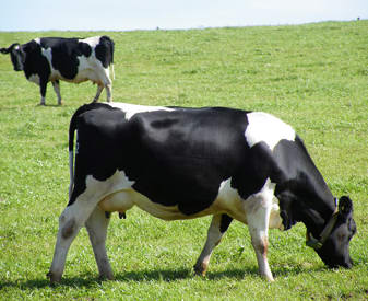 British Friesian On Pasture