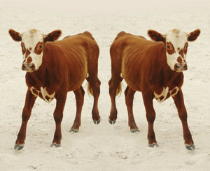 Welfare of genetically modified and cloned animals used in food
