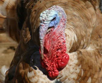 Turkey