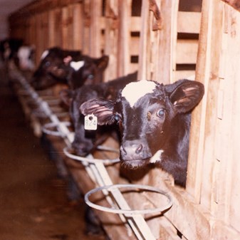 About calves reared for veal | Compassion USA