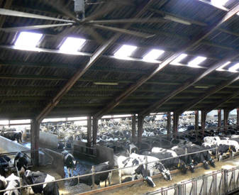 Megadairy in Denmark