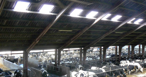 Welfare Issues For Dairy Cows Compassion Usa