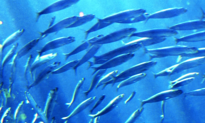 People in the United States want better protection for farmed fish
