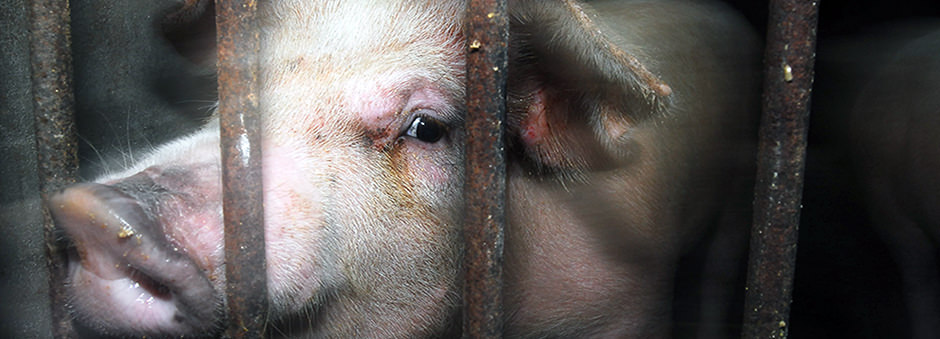 The EATS Act poses an existential crisis to the animal welfare movement 