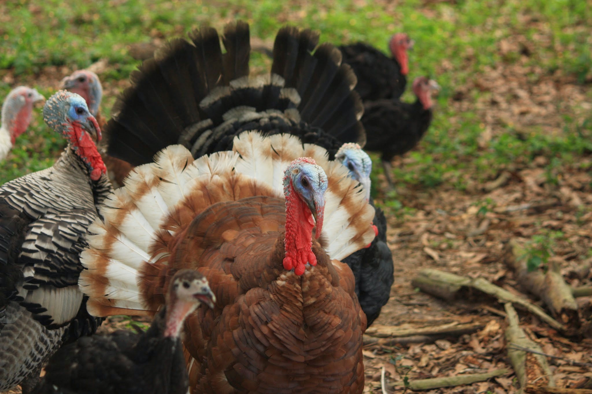 Considering Turkey Welfare This Holiday Season