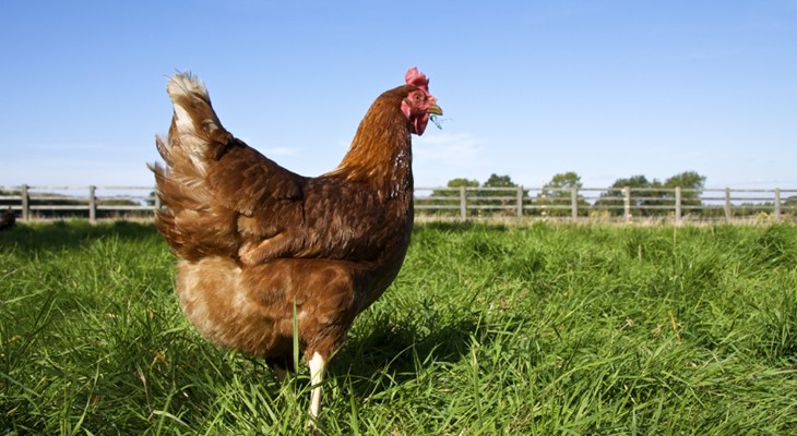 3 Hen On Grass Free Range 1306