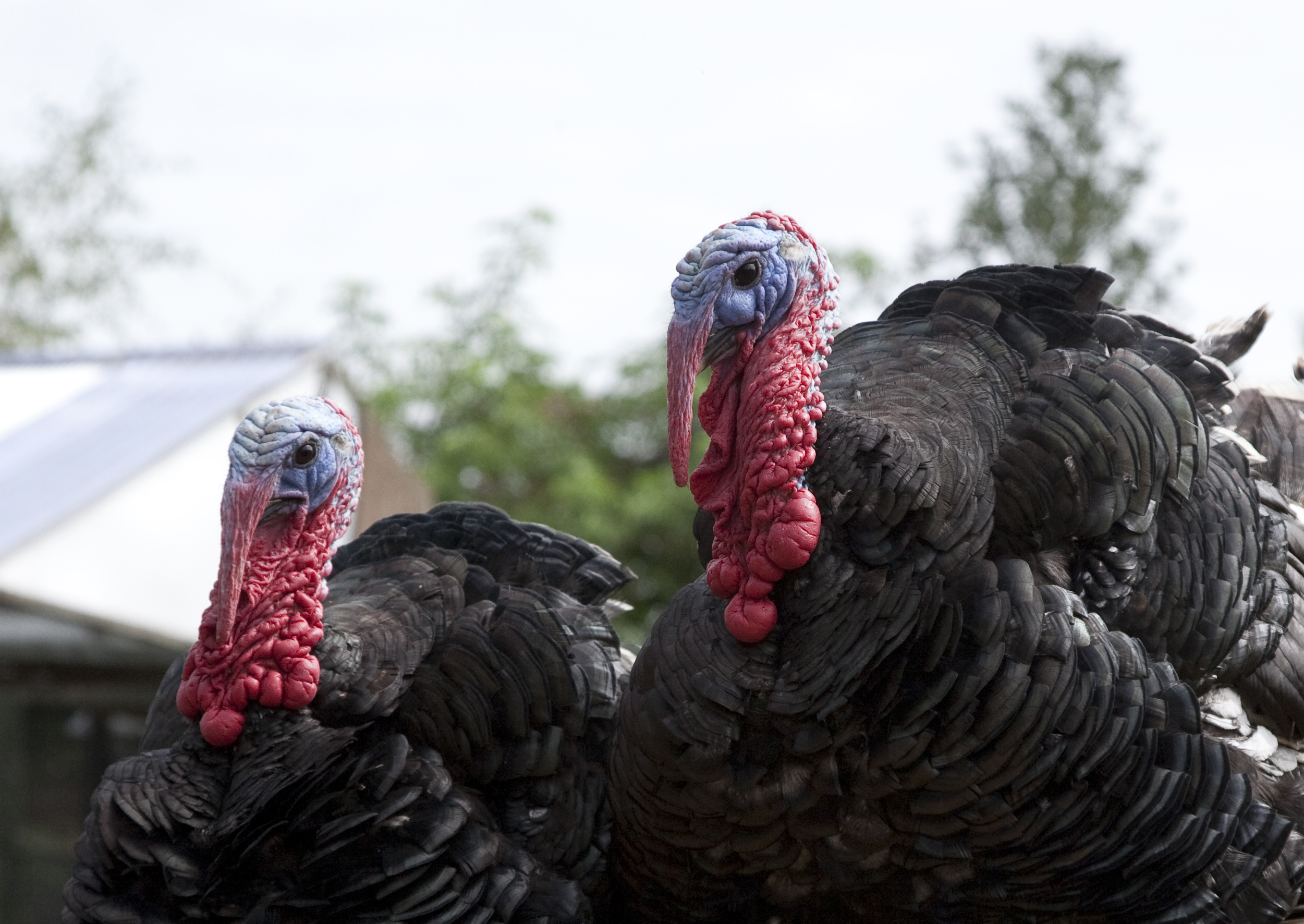 🦃 Gobbling Turkey Snood