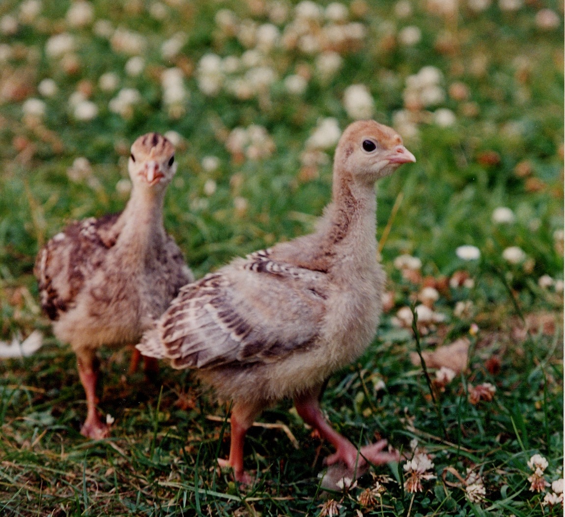 Eleven Lesser Known Turkey Facts | Compassion USA