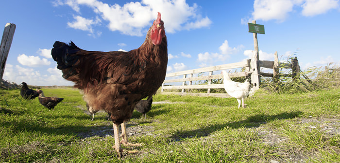 happy hens