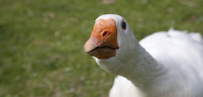 goose