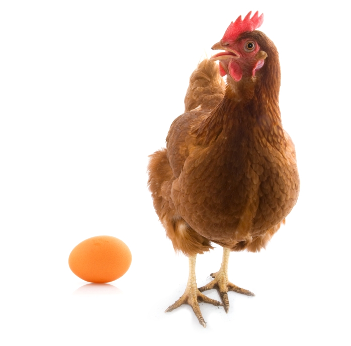 hen with egg