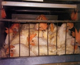 us battery cages